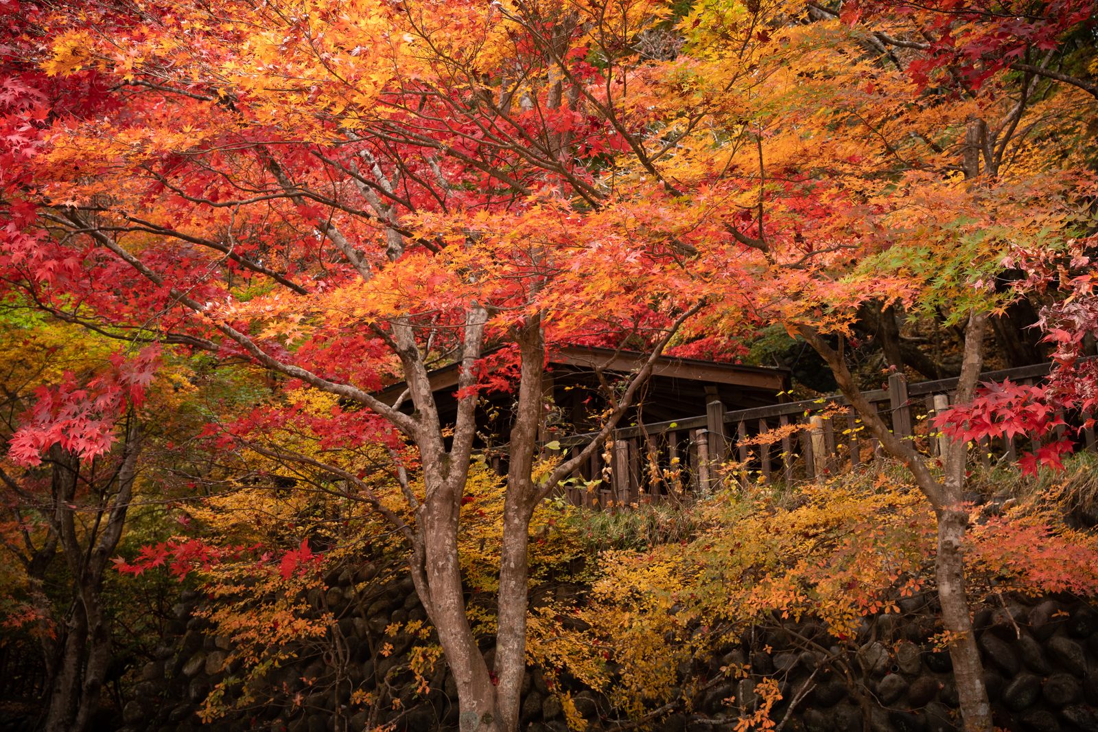 山々を彩る那須の秋